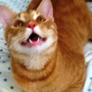 Meet your Posher, Luci